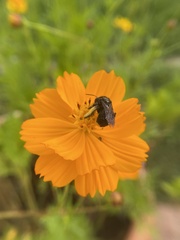 Melissodes bimaculatus