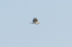 Circaetus gallicus