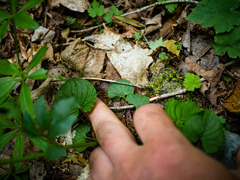 Ranunculus abortivus