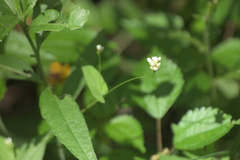 Persicaria sagittata