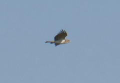 Circaetus gallicus
