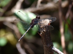 Erythemis plebeja