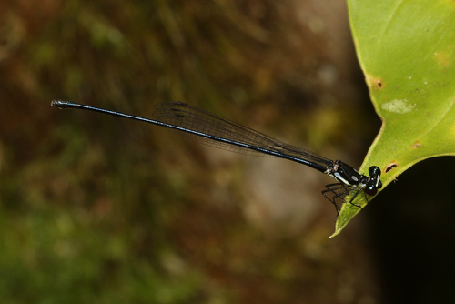 Nososticta chalybeostoma