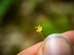 Ranunculus abortivus