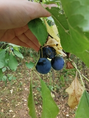 Prunus spinosa