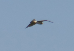 Circaetus gallicus