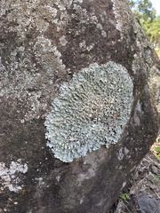 Punctelia caseana