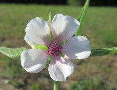 Althaea officinalis
