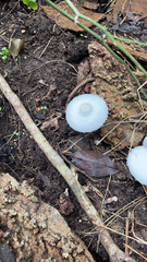 Leucocoprinus cepistipes