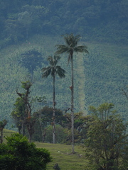 Ceroxylon quindiuense