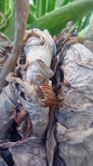 Neoclytus acuminatus