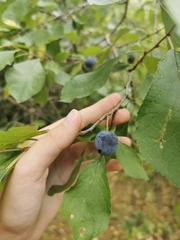 Prunus spinosa