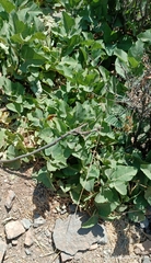 Ficus carica rupestris