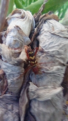 Neoclytus acuminatus