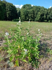 Althaea officinalis