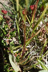 Pedicularis attollens