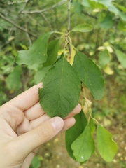 Prunus spinosa