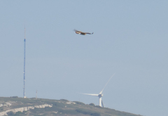 Circaetus gallicus