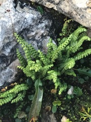 Asplenium viride