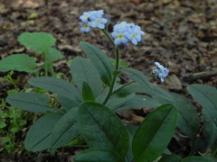 Myosotis sylvatica