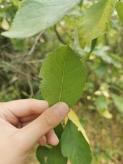 Prunus spinosa