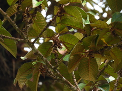 Ficus