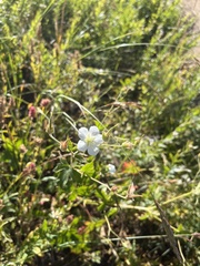 Geranium richardsonii