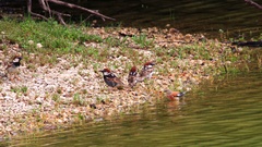 Passer hispaniolensis