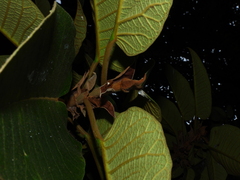 Ficus