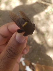 Mallophora leschenaulti