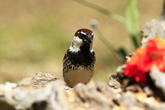 Passer hispaniolensis
