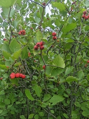 Crataegus