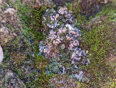 Psora decipiens