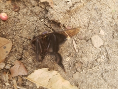 Mallophora leschenaulti