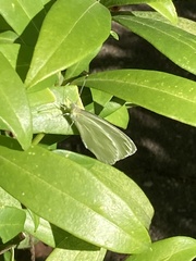Pieris rapae