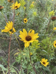 Helianthus pauciflorus