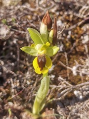 Ophrys lutea