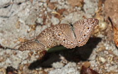 Junonia atlites