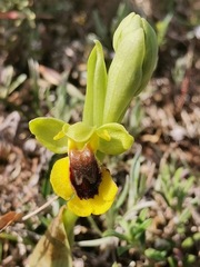 Ophrys lutea