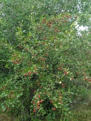 Crataegus