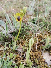 Ophrys lutea