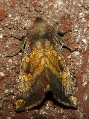 Papaipema cataphracta