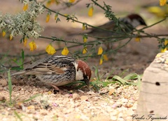 Passer hispaniolensis