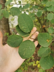 Amelanchier spicata