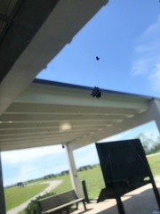 Gasteracantha cancriformis