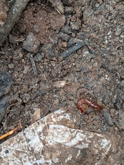 Lithobius forficatus