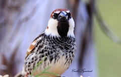 Passer hispaniolensis