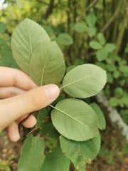 Amelanchier spicata