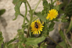 Helminthotheca echioides