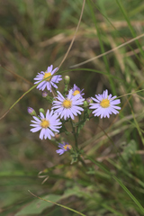 Symphyotrichum oolentangiense